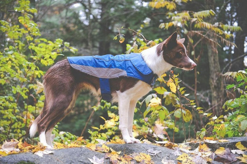 UsefulThingy Coat Review Dog Gear Review