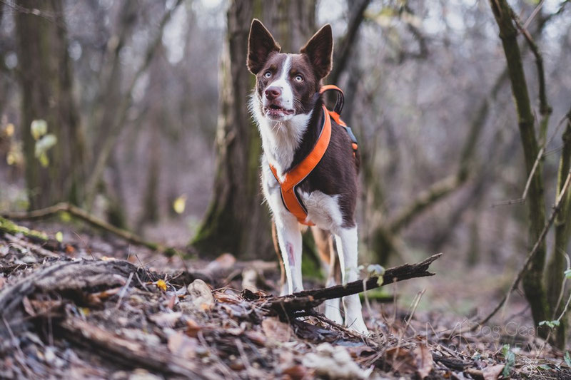 Vagus Sport Harness Review | Dog Gear Review