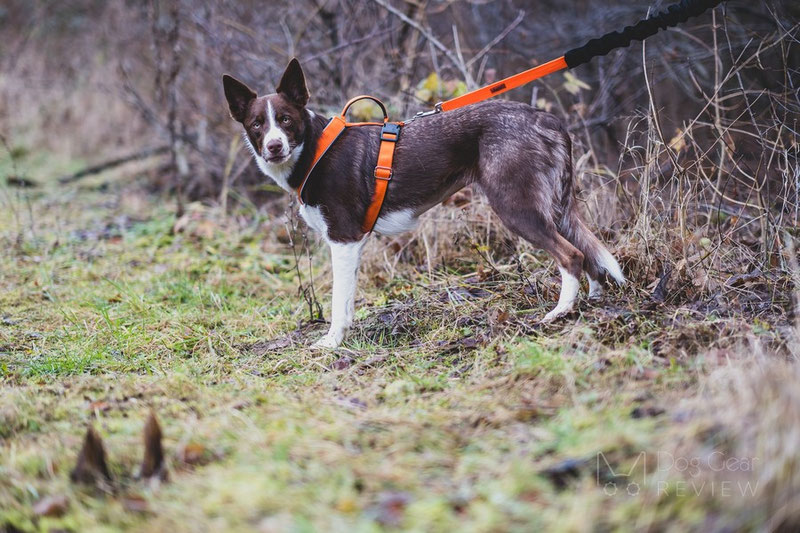 Vagus Sport Harness Review | Dog Gear Review