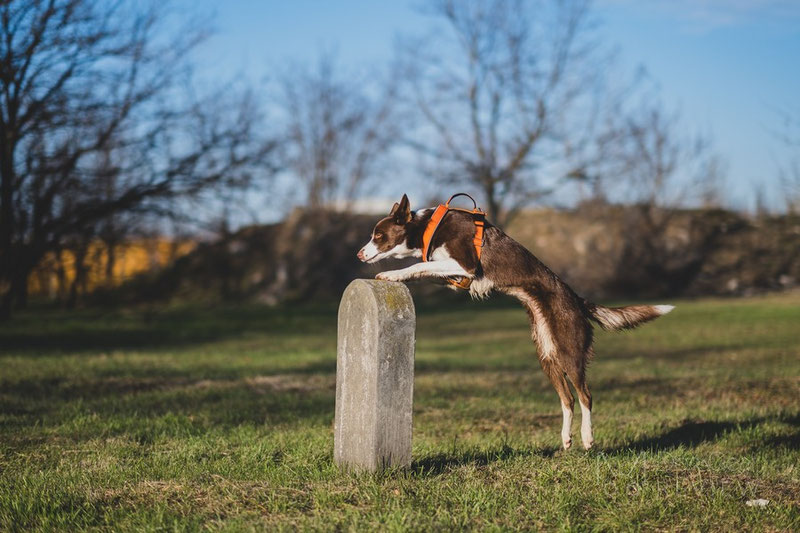 Vagus Sport Harness Review | Dog Gear Review