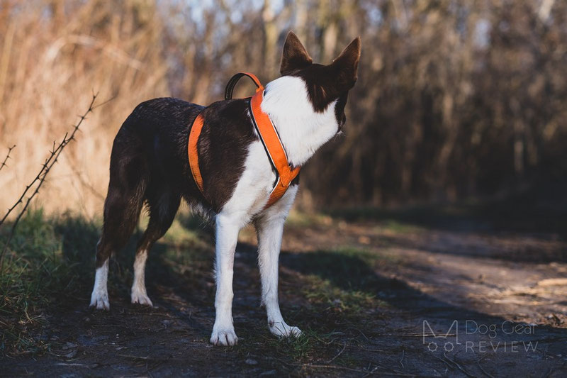 Vagus Sport Harness Review | Dog Gear Review