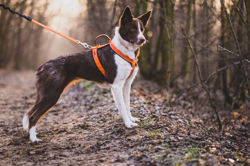 Vagus Sport Harness Review | Dog Gear Review