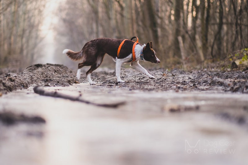 Vagus Sport Harness Review | Dog Gear Review