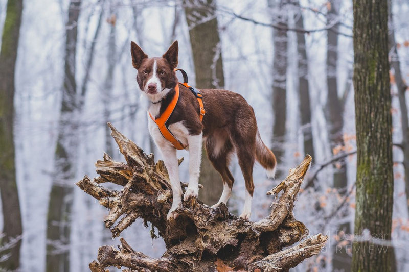 Vagus Sport Harness Review | Dog Gear Review