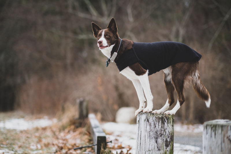 Voyagers K9 Apparel Tummy Warmer Review | Dog Gear Review