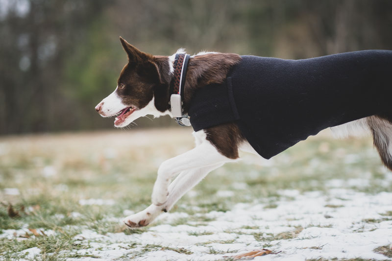 German Shorthaired Pointer Dog Tummy Warmer Dog Vest – Voyagers K9 Apparel