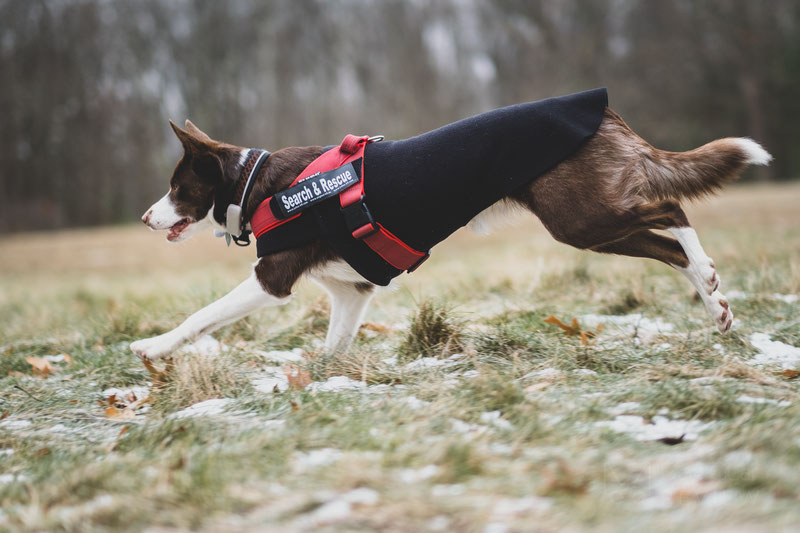 German Shorthaired Pointer Dog Tummy Warmer Dog Vest – Voyagers K9 Apparel