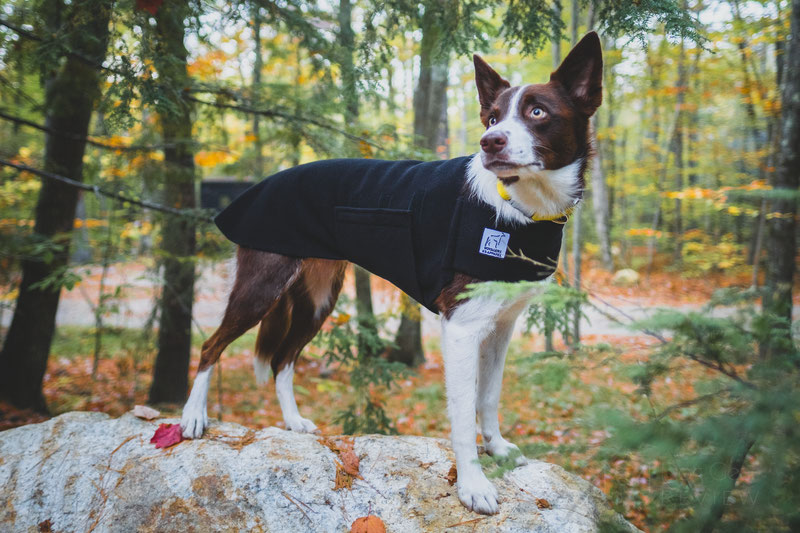 Voyagers K9 Apparel Tummy Warmer Review | Dog Gear Review