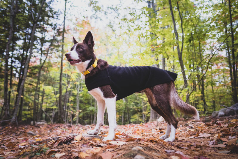 Voyagers K9 Apparel Tummy Warmer Review | Dog Gear Review