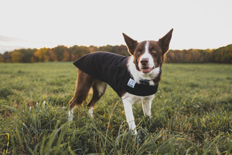 Voyagers K9 Apparel Tummy Warmer Review | Dog Gear Review