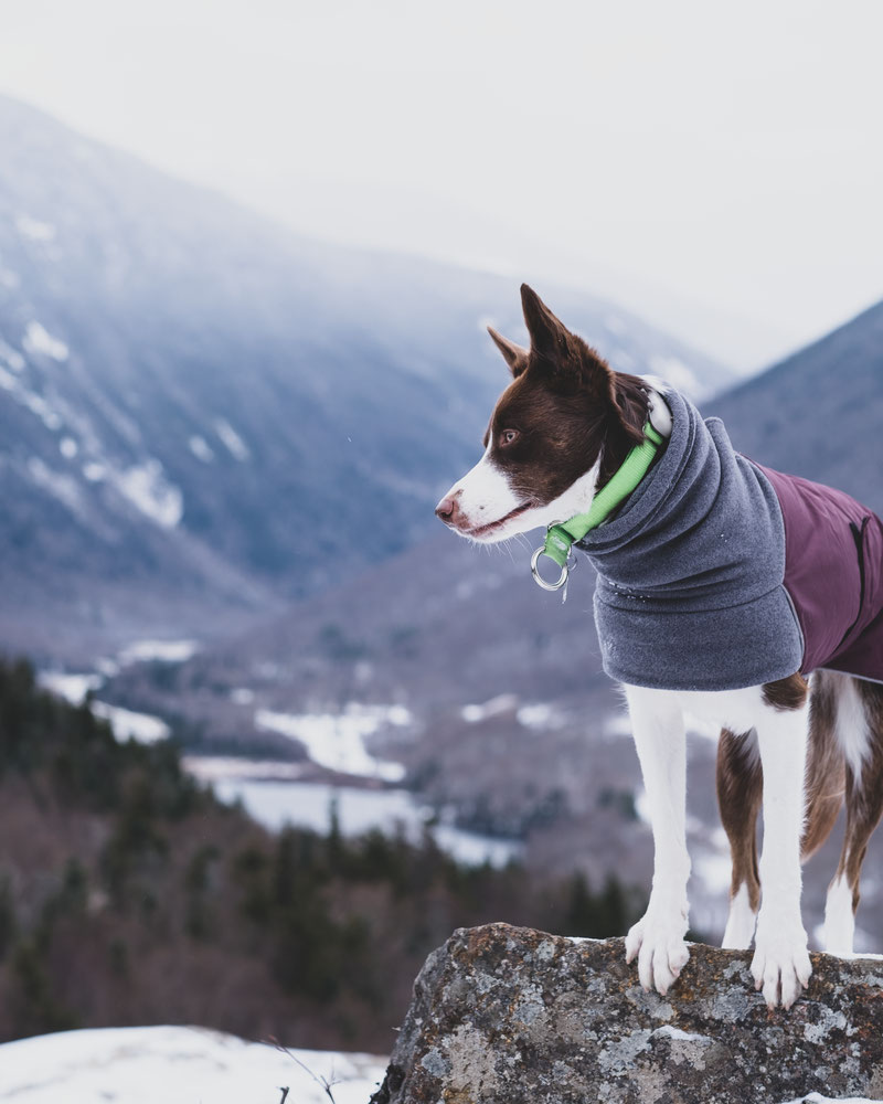 Voyagers K9 Apparel Winter Coat Review | Dog Gear Review