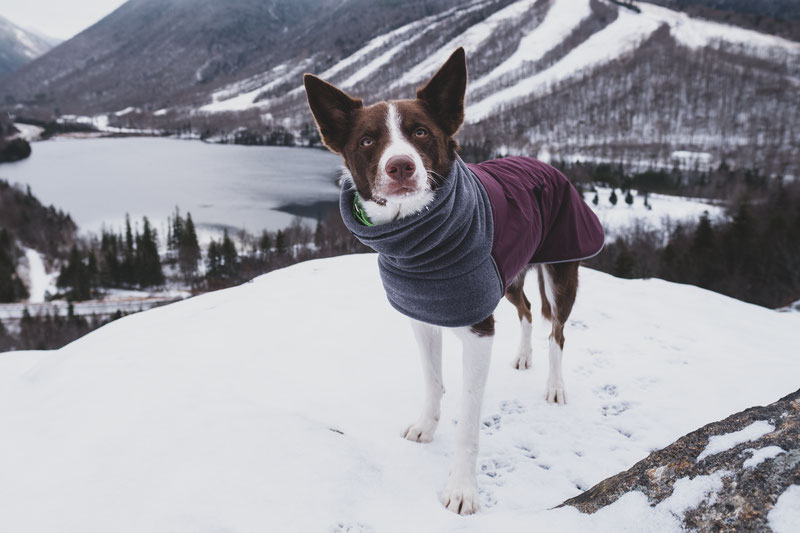 Voyagers K9 Apparel Winter Coat Review | Dog Gear Review