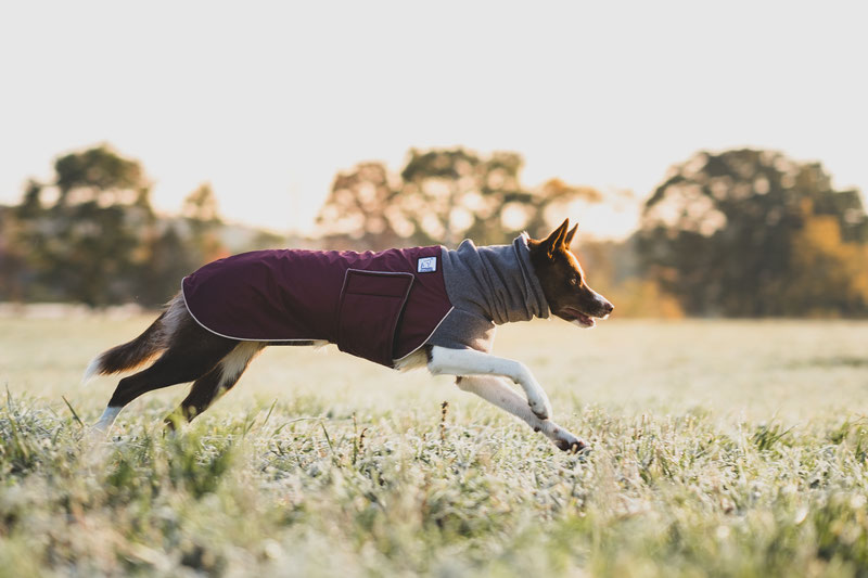 Voyagers K9 Apparel Winter Coat Review | Dog Gear Review