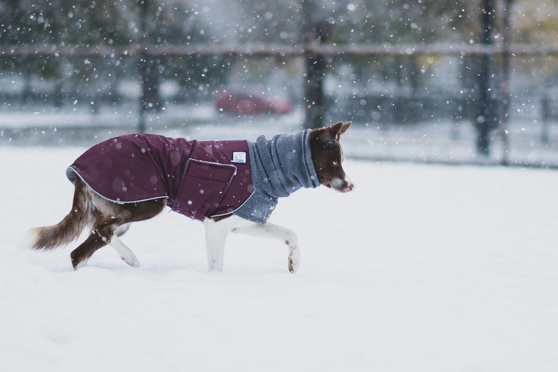 Voyagers K9 Apparel Winter Coat Review | Dog Gear Review