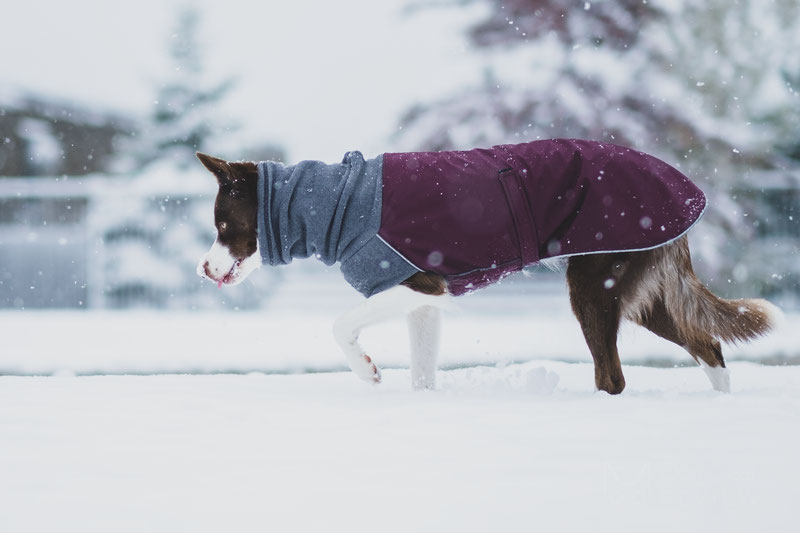 Voyagers K9 Apparel Winter Coat Review | Dog Gear Review