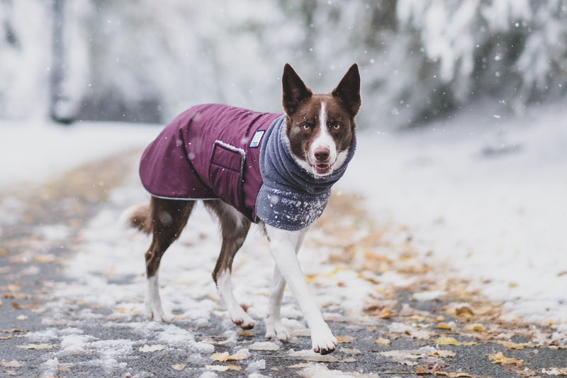 Voyagers K9 Apparel Winter Coat Review | Dog Gear Review