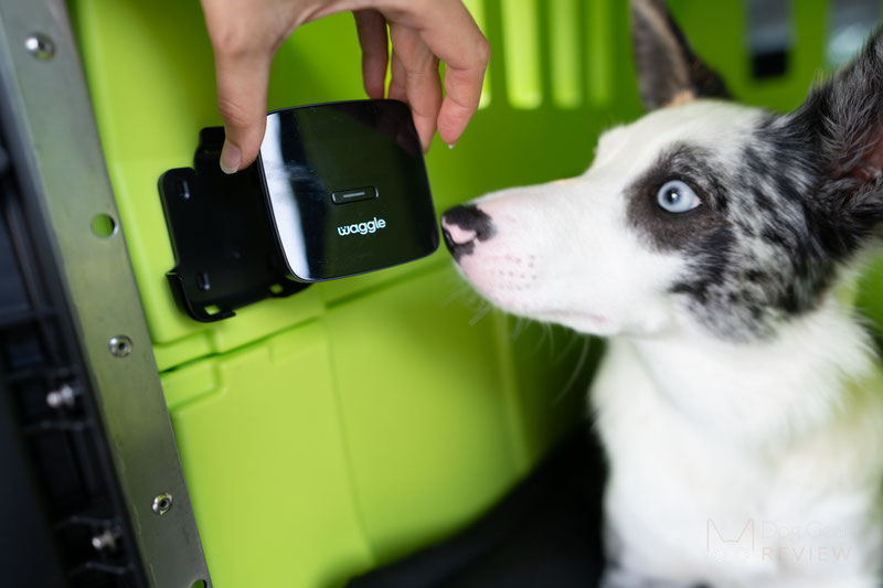  Waggle PRO Pet Monitor Review | Dog Gear Review