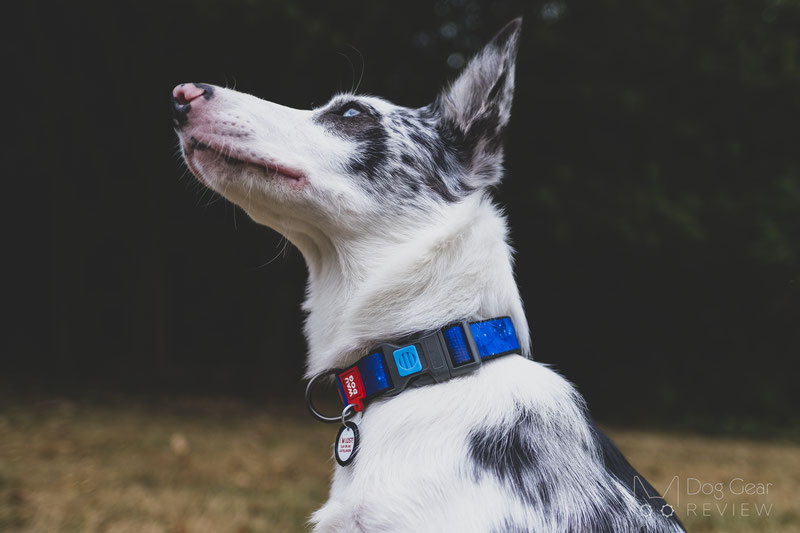 WAUDOG NASA Nylon Dog Collar and Leash Review | Dog Gear Review