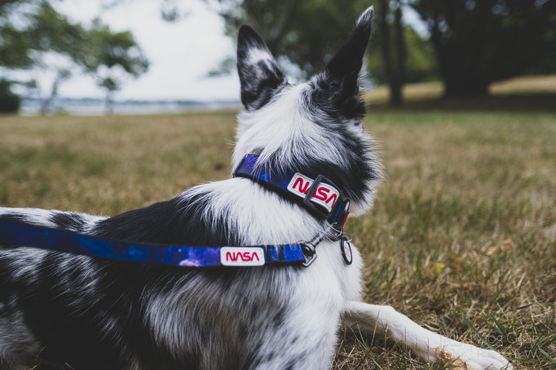 WAUDOG NASA Nylon Dog Collar and Leash Review | Dog Gear Review