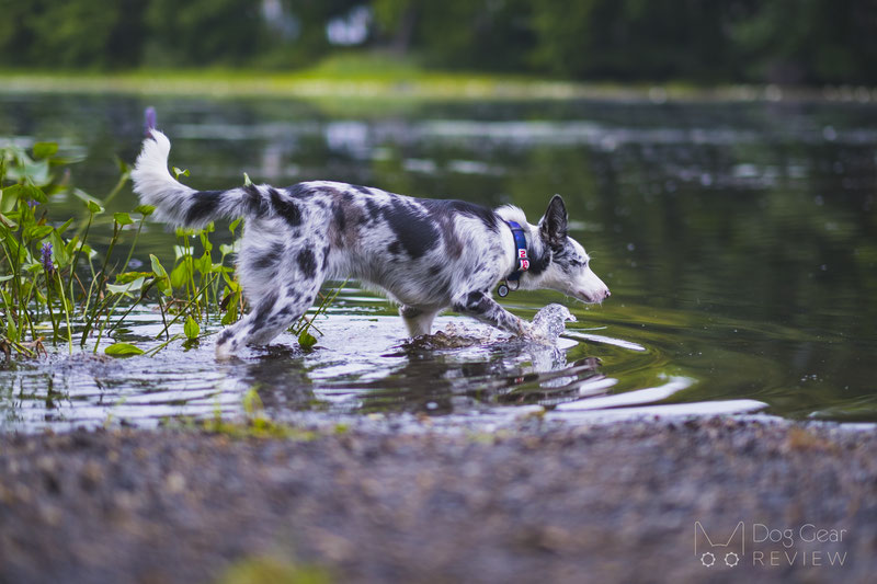 WAUDOG NASA Nylon Dog Collar and Leash Review | Dog Gear Review