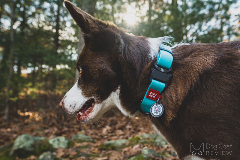 WauDog Glowing In The Dark Collar & Leash Review | Dog Gear Review