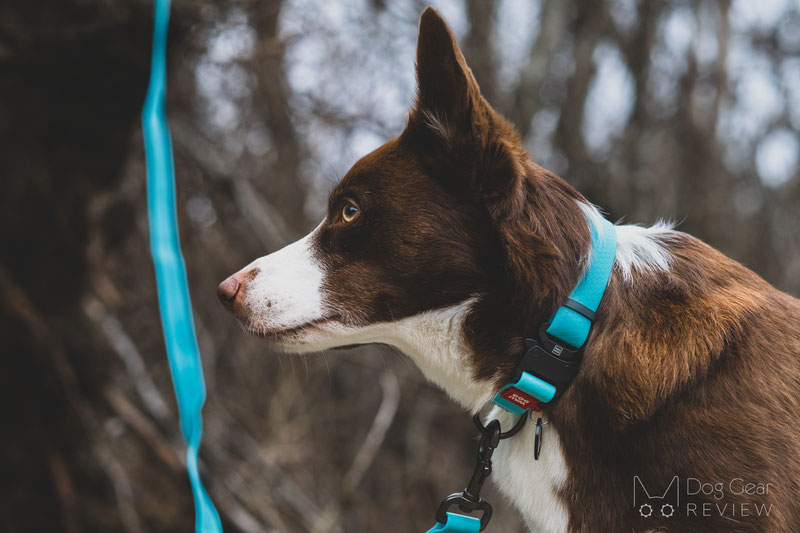 WauDog Glowing In The Dark Collar & Leash Review | Dog Gear Review