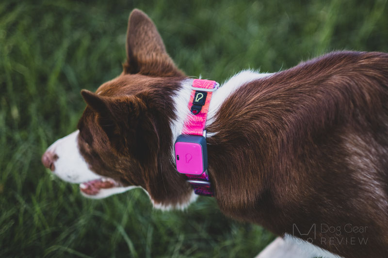 GPS Dog Collars, Health Monitors & Designer Leashes - Whistle