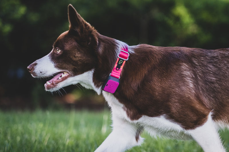 Whistle go hot sale collar