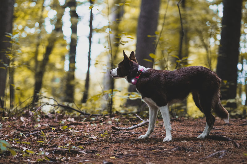 Whistle Go Explore - Health and Location Tracker Review | Dog Gear Review