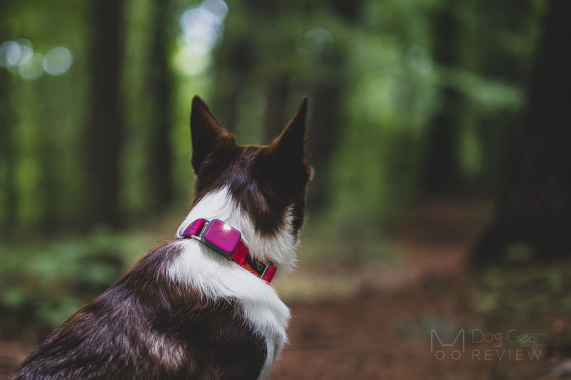 Whistle Go Explore - Health and Location Tracker Review | Dog Gear Review