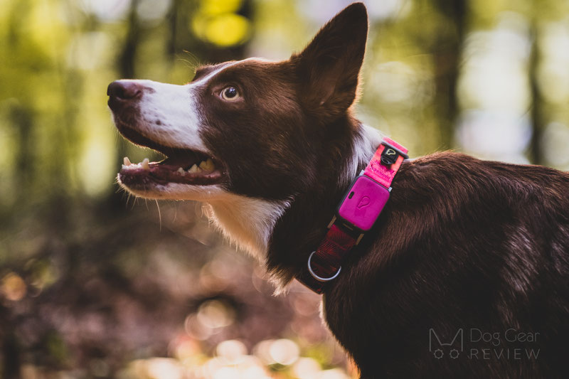 Whistle Go Explore - Health and Location Tracker Review | Dog Gear Review