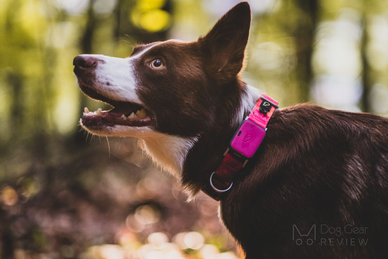 Whistle dog shop collar reviews