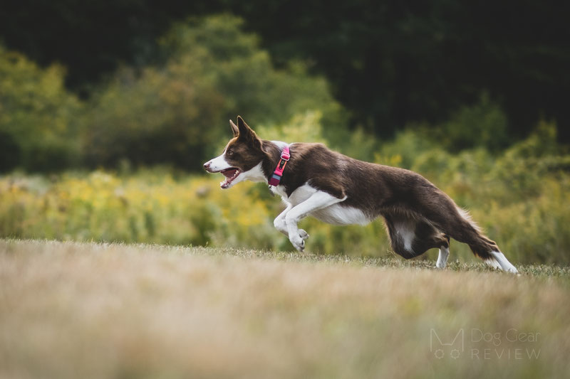 Whistle Go Explore - Health and Location Tracker Review | Dog Gear Review