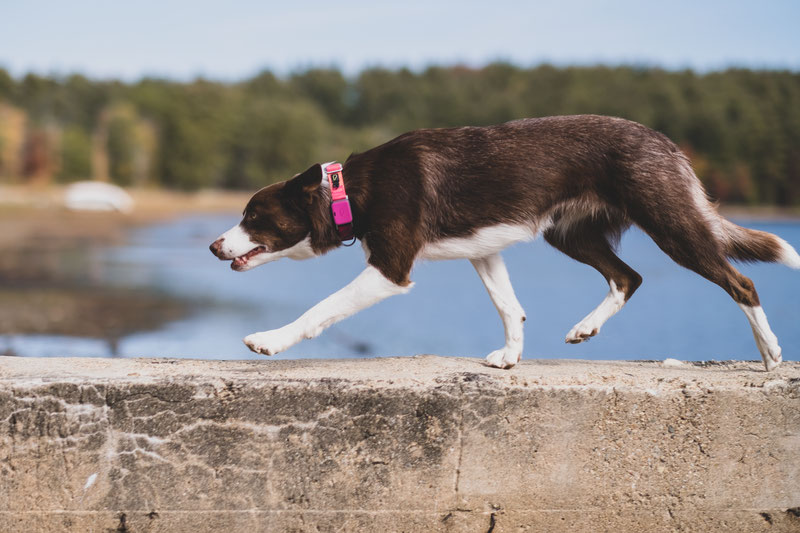 The benefit of the bullet — I should be walking the dog