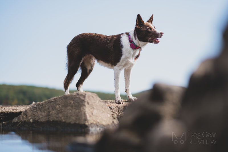 Whistle Go Explore - Health and Location Tracker Review | Dog Gear Review