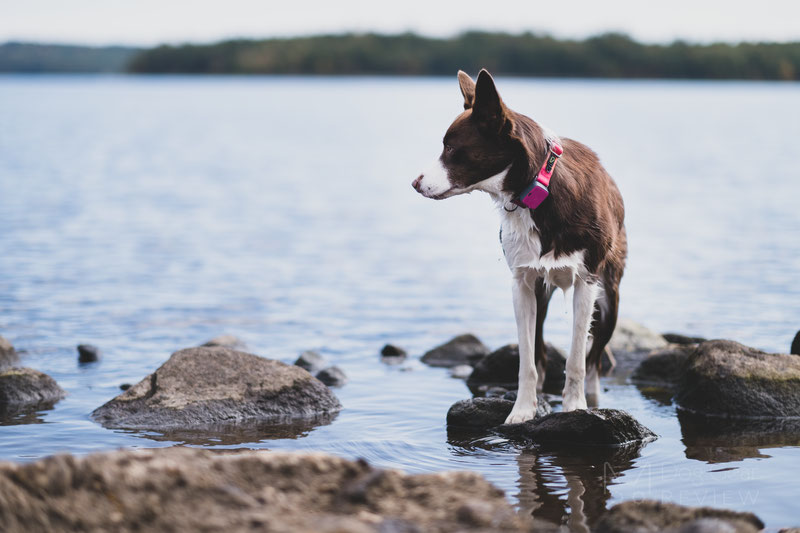 Whistle Go Explore - Health and Location Tracker Review | Dog Gear Review