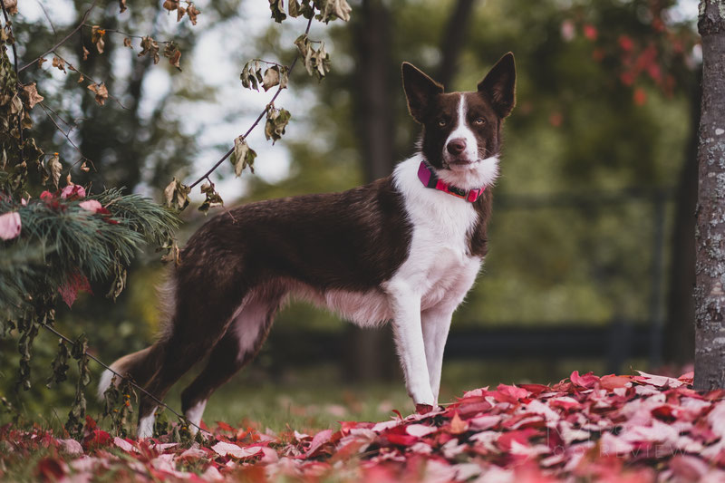 Whistle Go Explore - Health and Location Tracker Review | Dog Gear Review