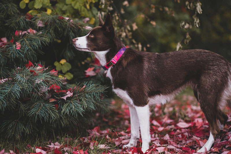 Whistle Go Explore - Health and Location Tracker Review | Dog Gear Review