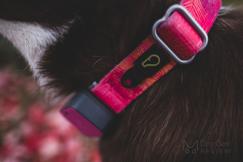 Whistle go hot sale cat collar