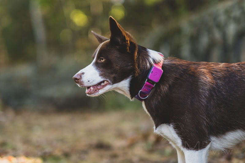 Whistle dog outlet collar reviews