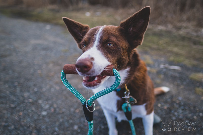 Wild Brother Signature Leash Review | Dog Gear Review