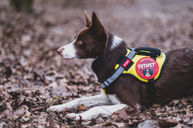Yutipet RnD Safety Harness Review | Dog Gear Review
