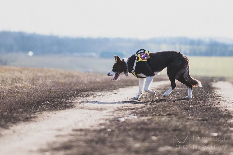 Montana Dog RnD Safety Harness Review | Dog Gear Review